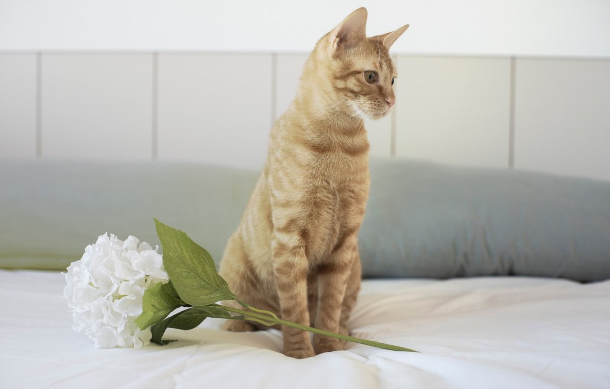 Кошка и цветок на Светлом фоне