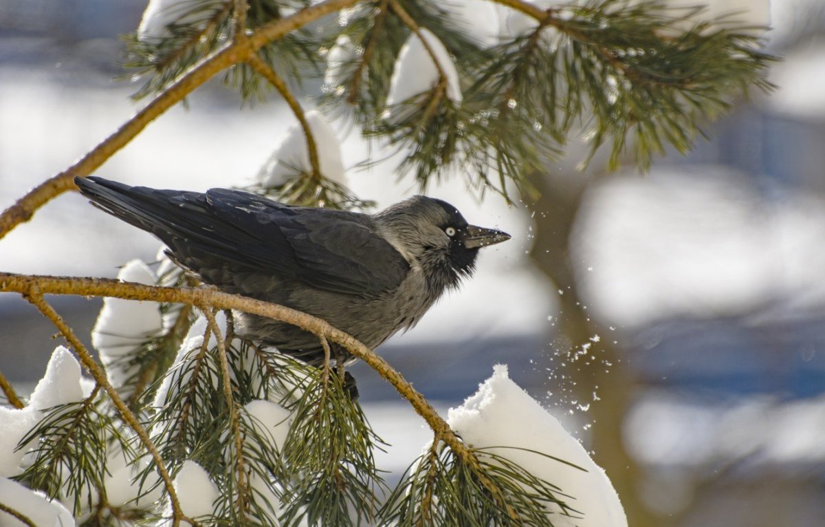 Обои на рабочий стол зимняя сказка