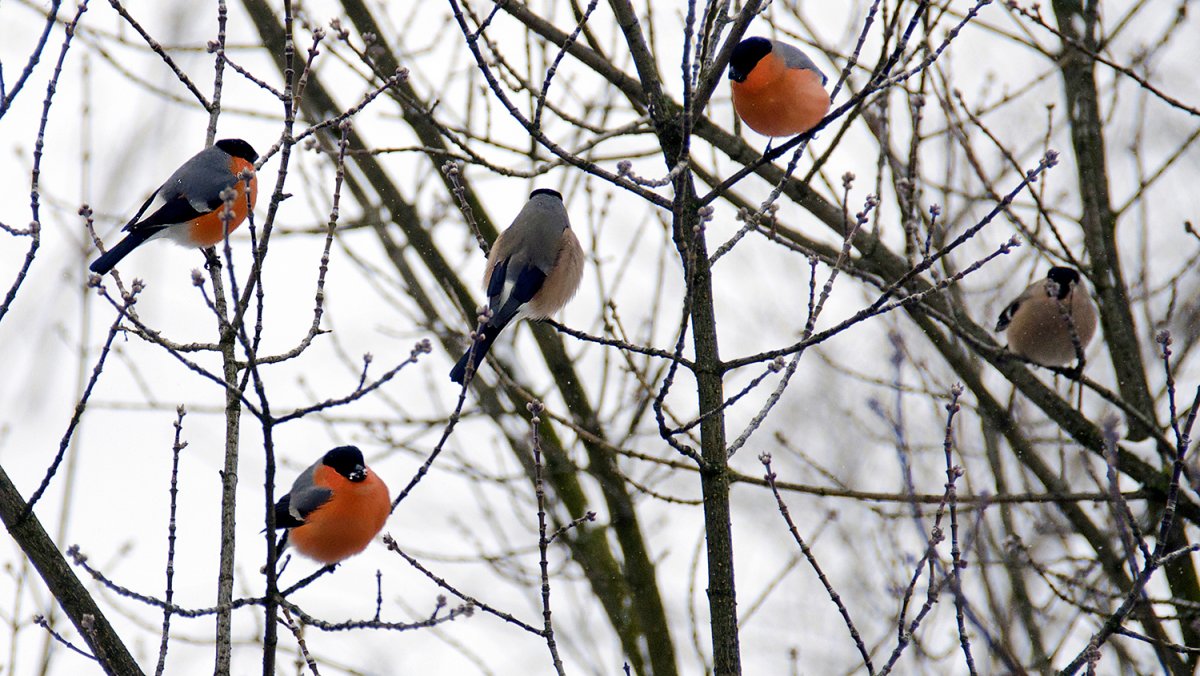 Снегири на Березе