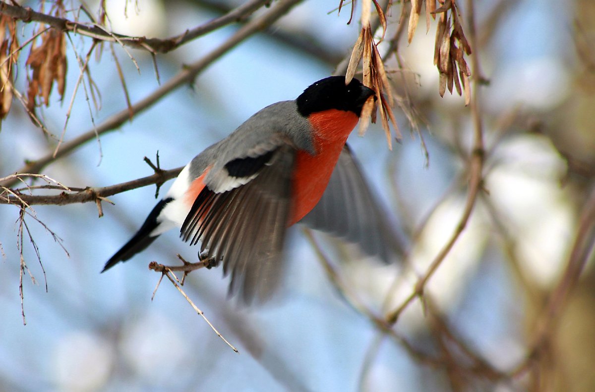Снегирь щегол варакушка