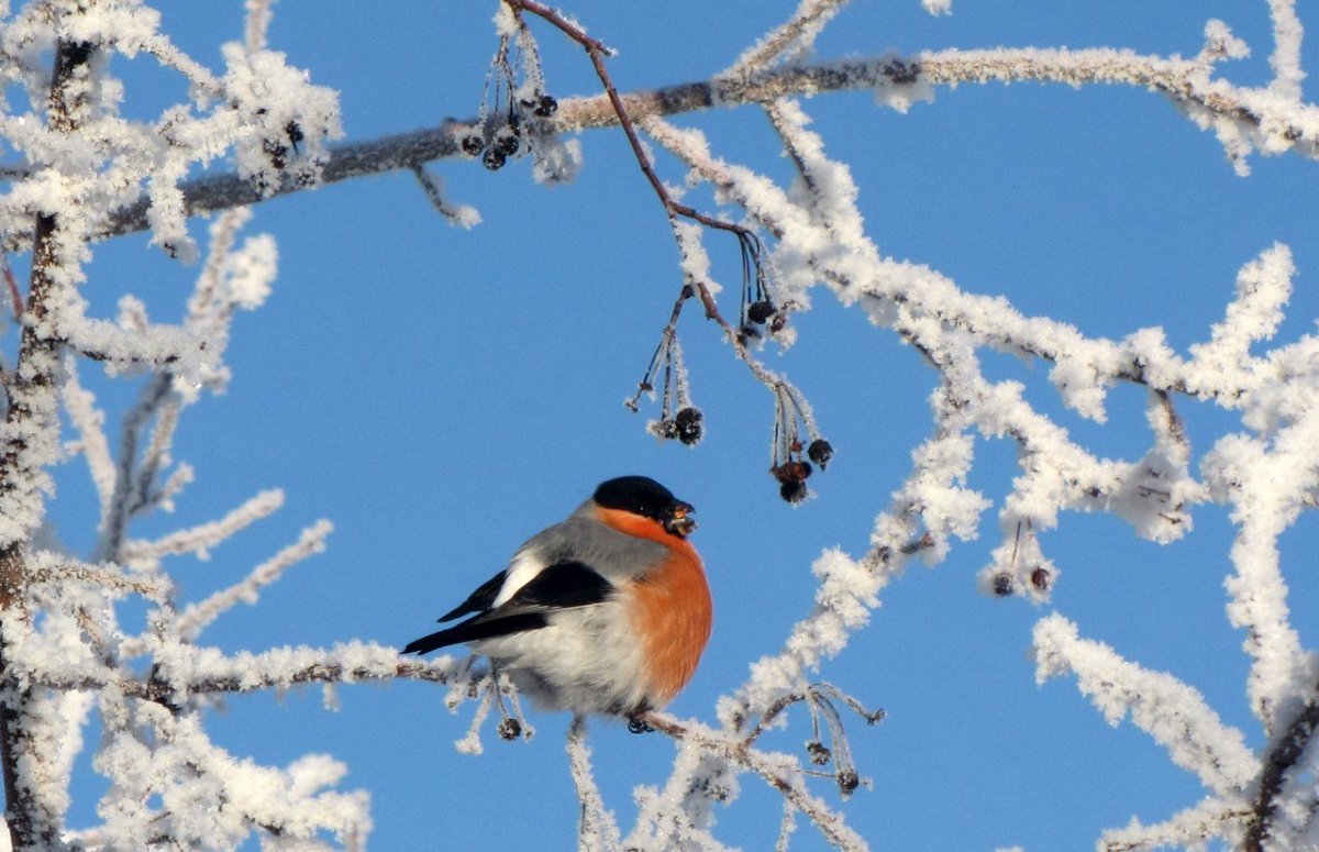 Птицы зимой