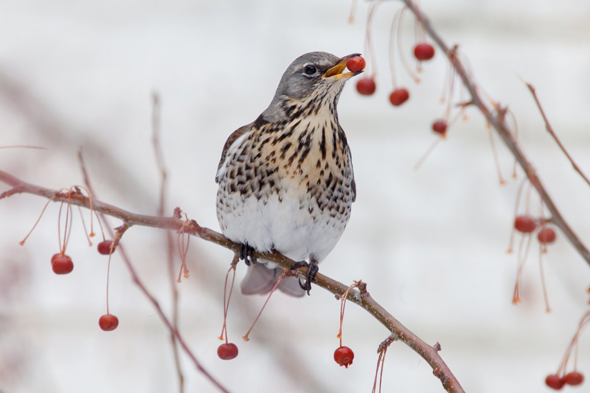Дрозд рябинник зимой
