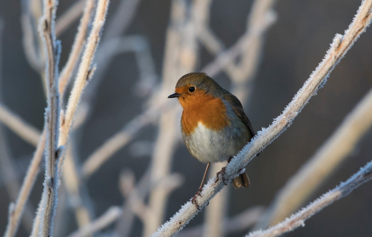 Гнездо зарянки