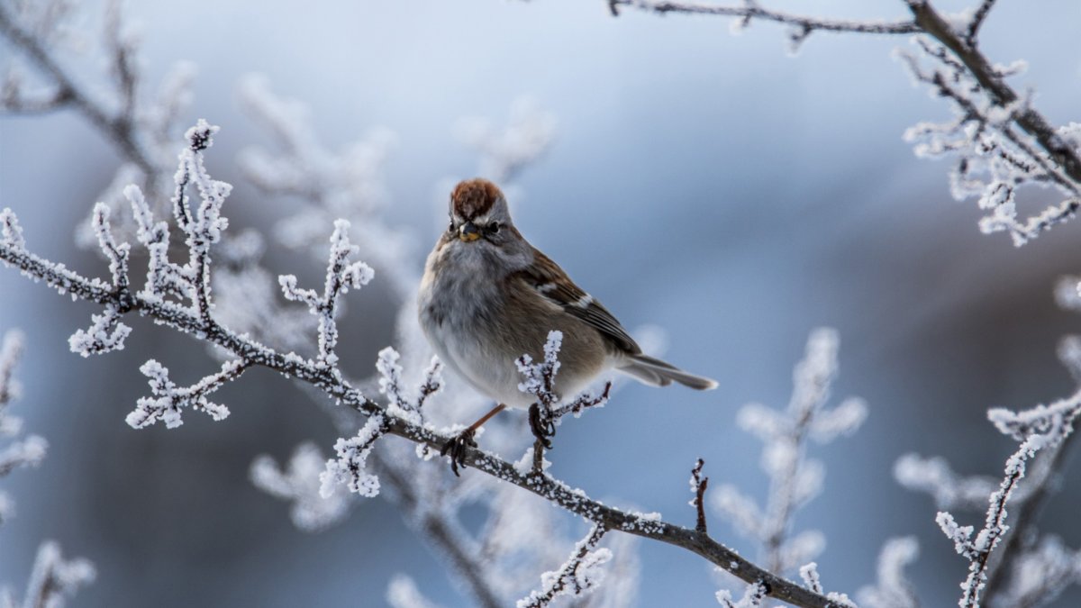 Птицы на заснеженных ветках