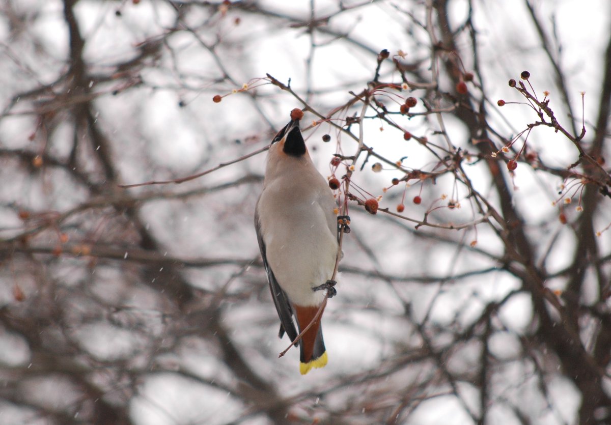 Птицы зимой