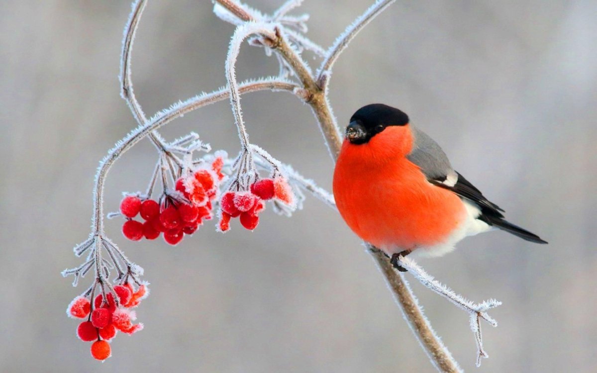 Зимующие птицы Снегирь