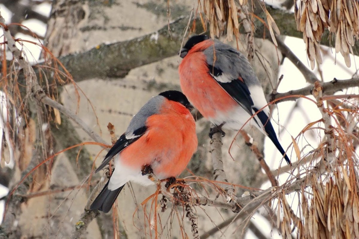 Снегирь обыкновенный pyrrhula pyrrhula
