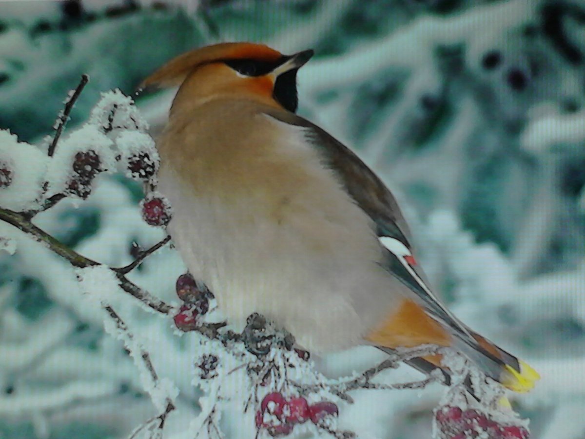 Клёст, свиристели, чечётки