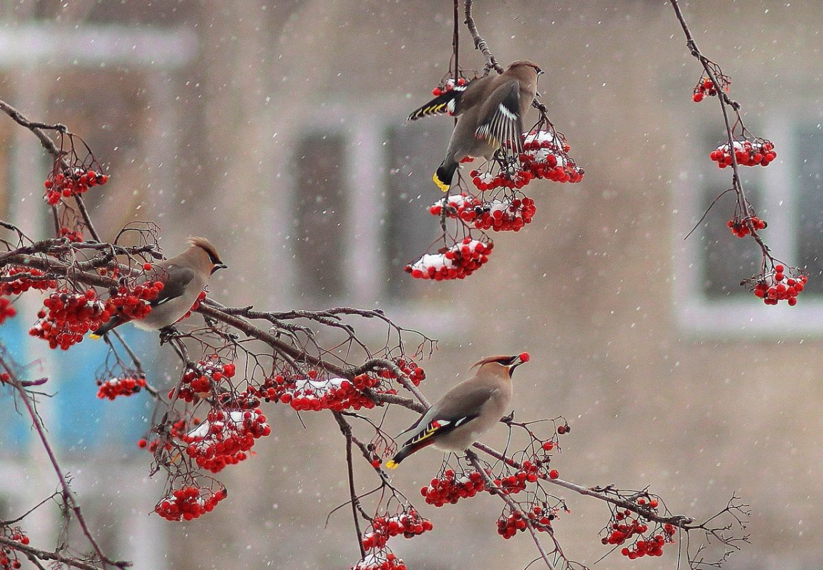 Ноябрь птицы