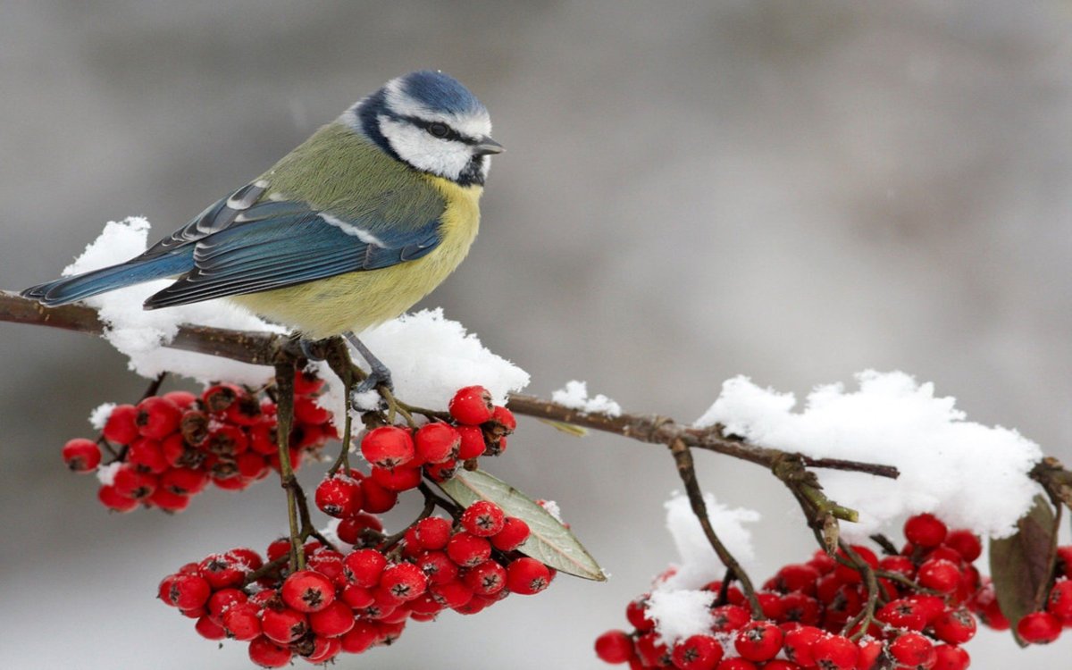 Синички зимой