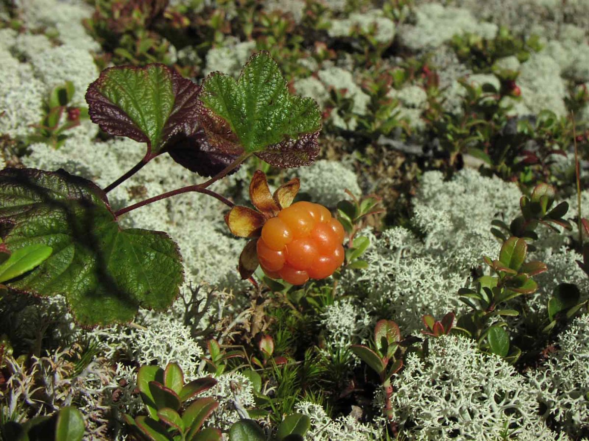 Морошка на ягеле