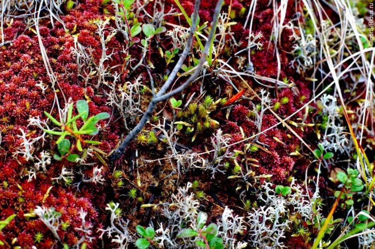 Лишайники Таймыр