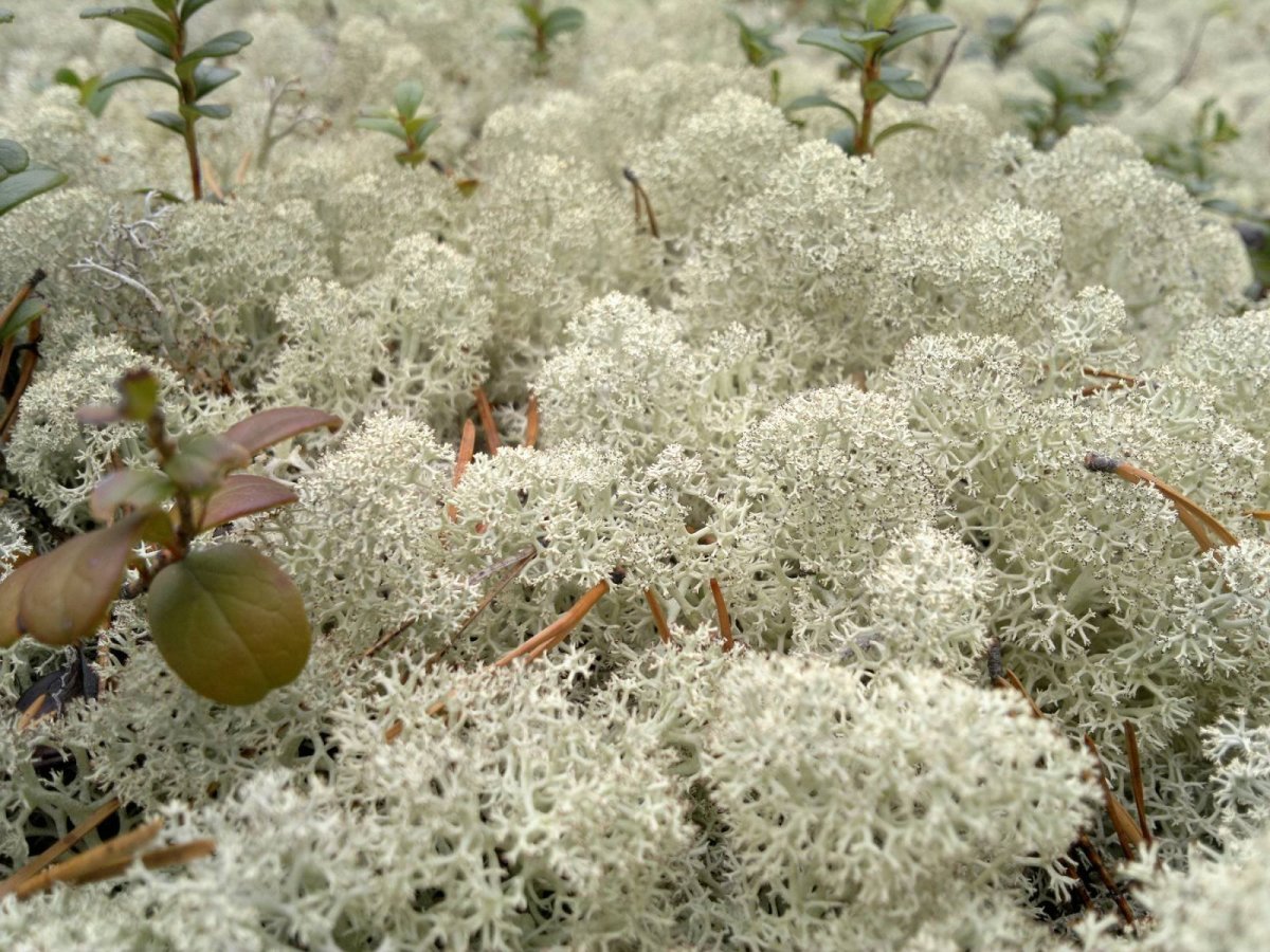 Ягель Олений мох