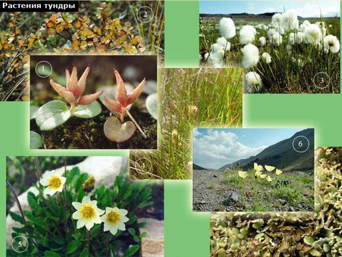 Растения тундровой зоны