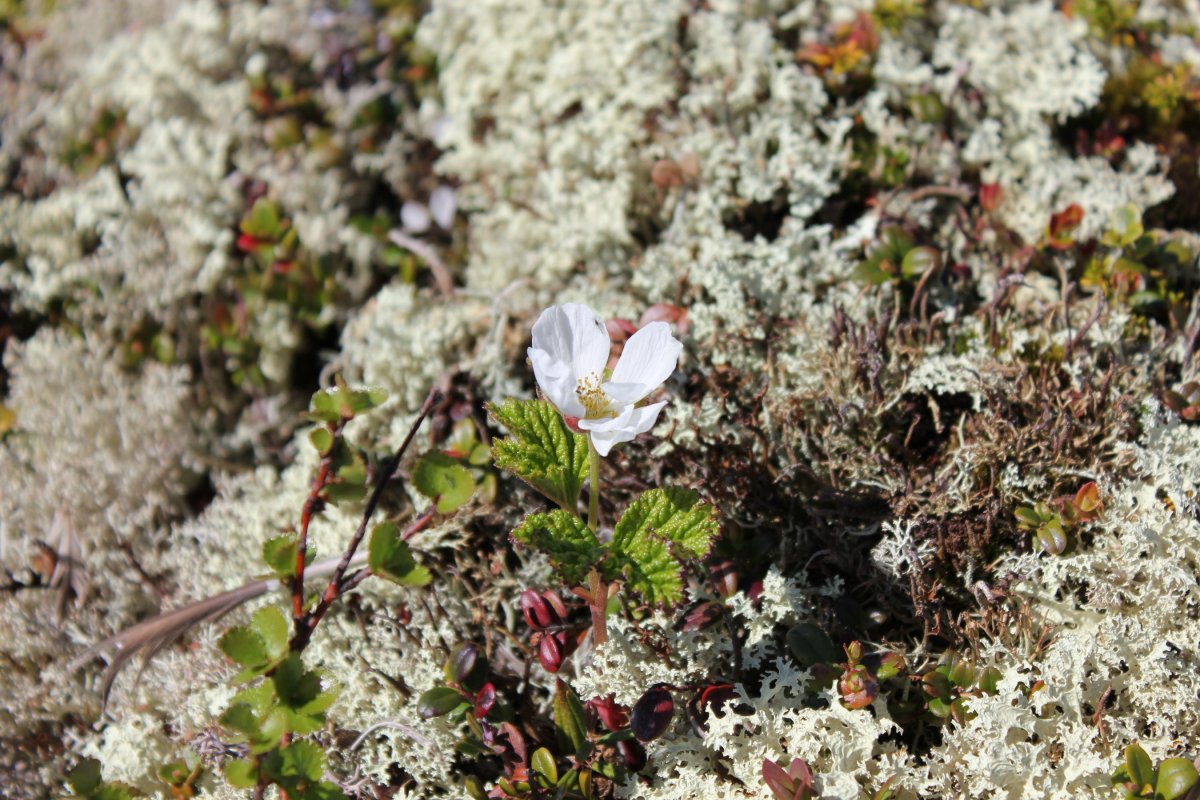 Большой Арктический заповедник камнеломка