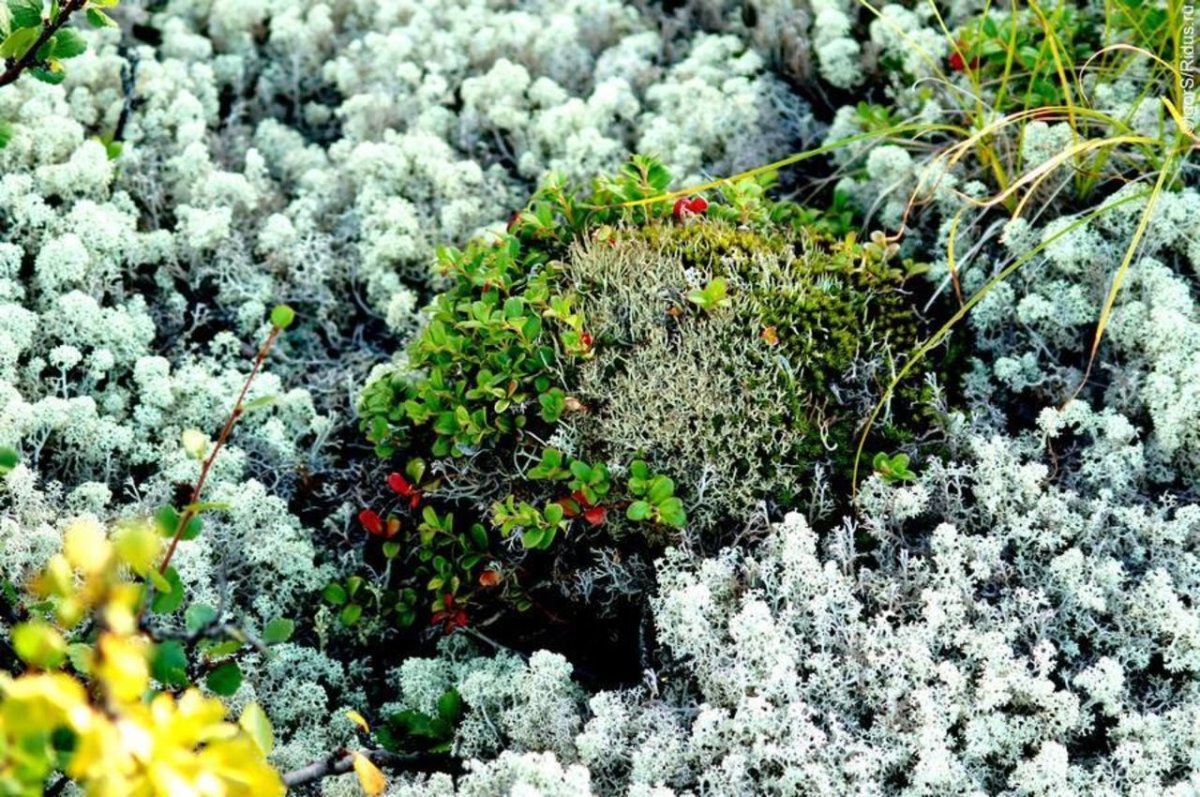 Лишайниково Моховая тундра