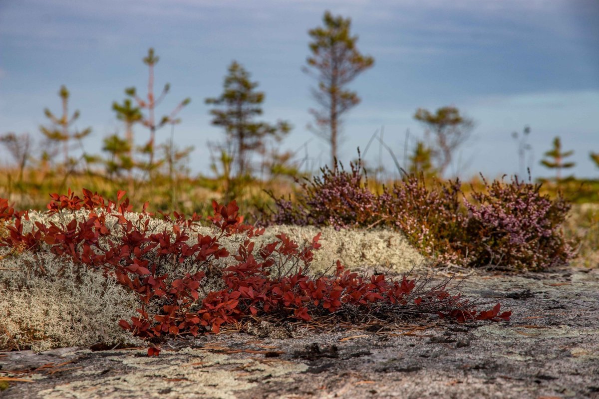 Сопки, тундра Кольский полуостров