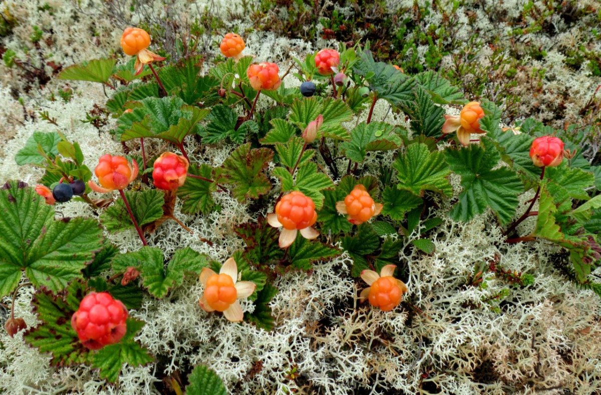 Арктическая Морошка