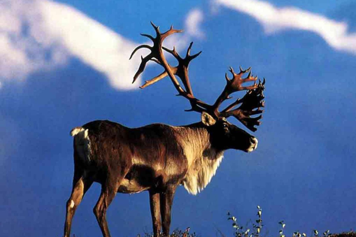 Северный олень в Северной Америке