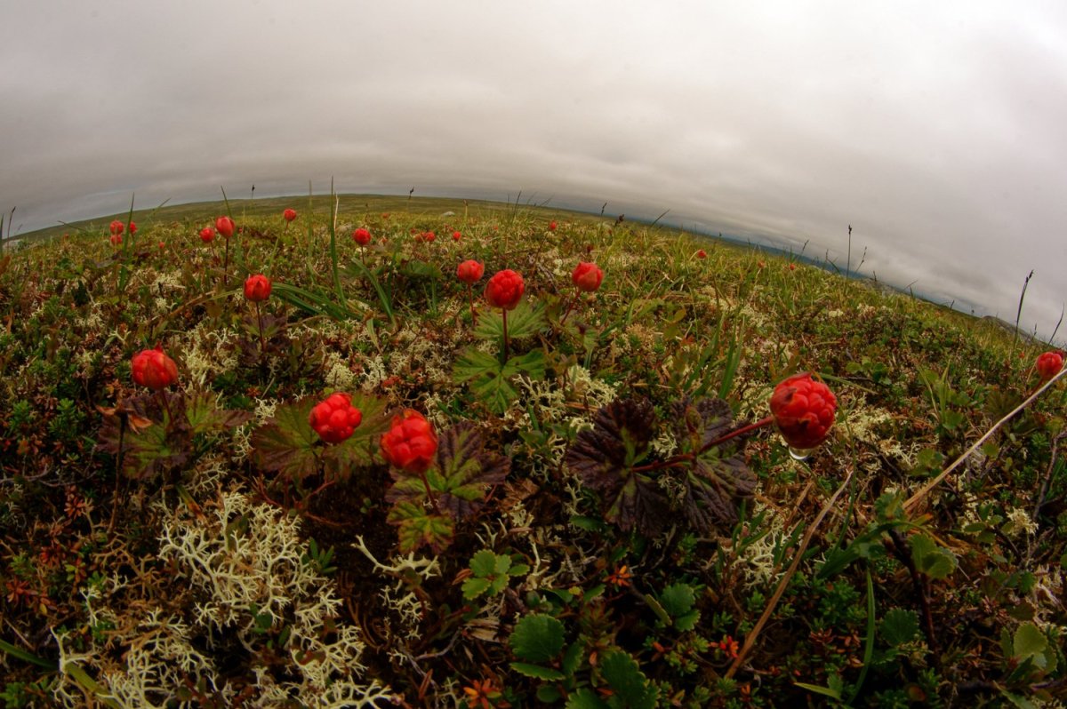 Морошка в тундре