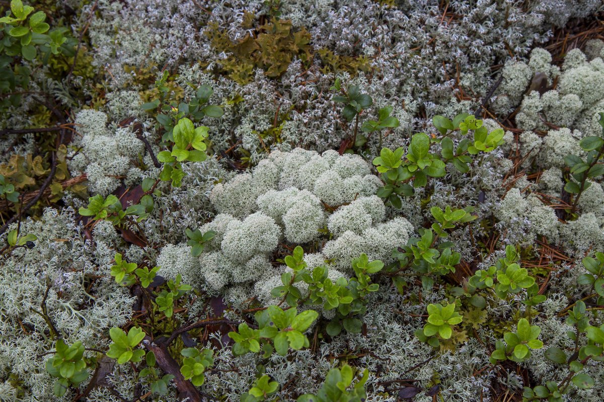 Растения тундры ягель