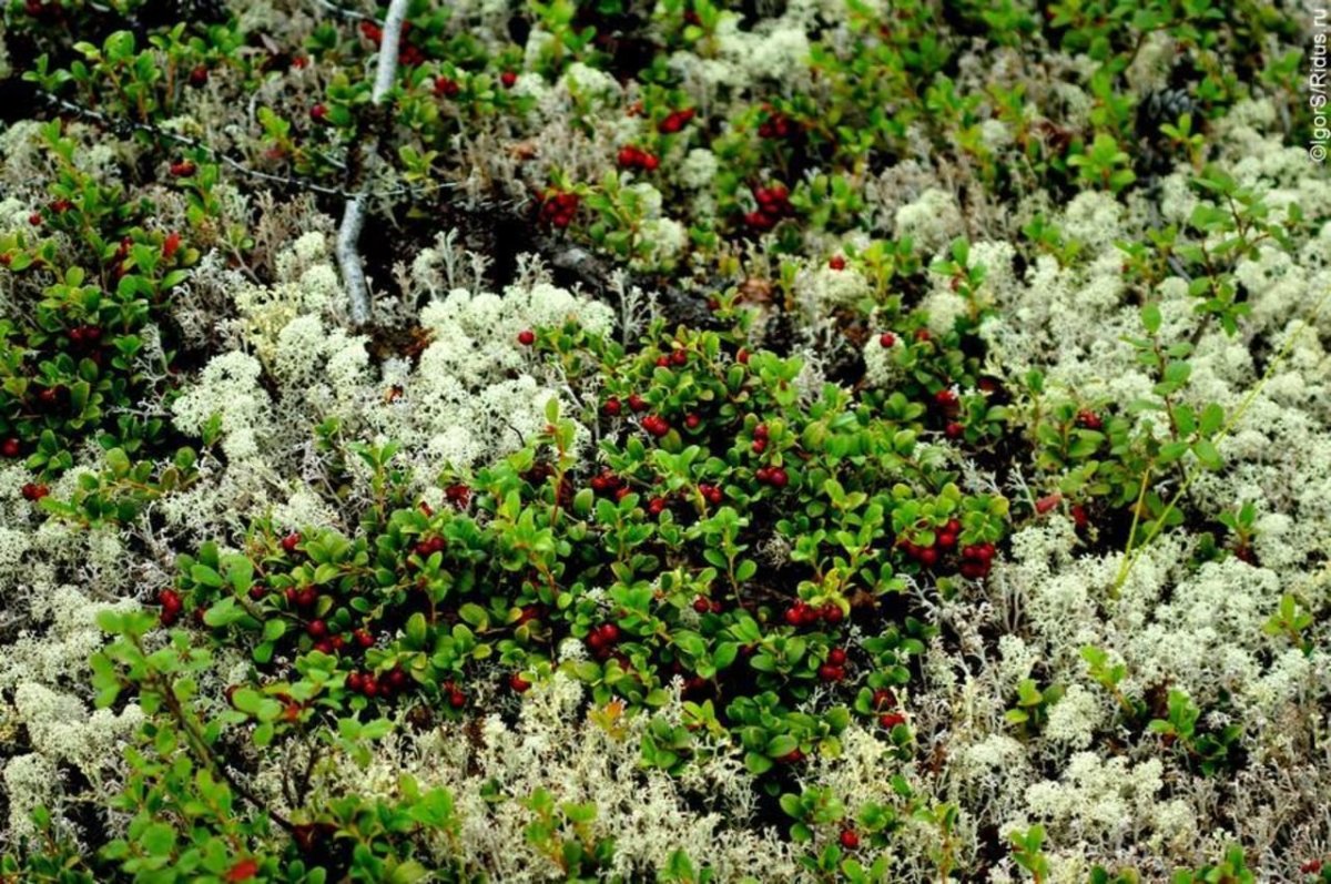 Мох полуостров Таймыр