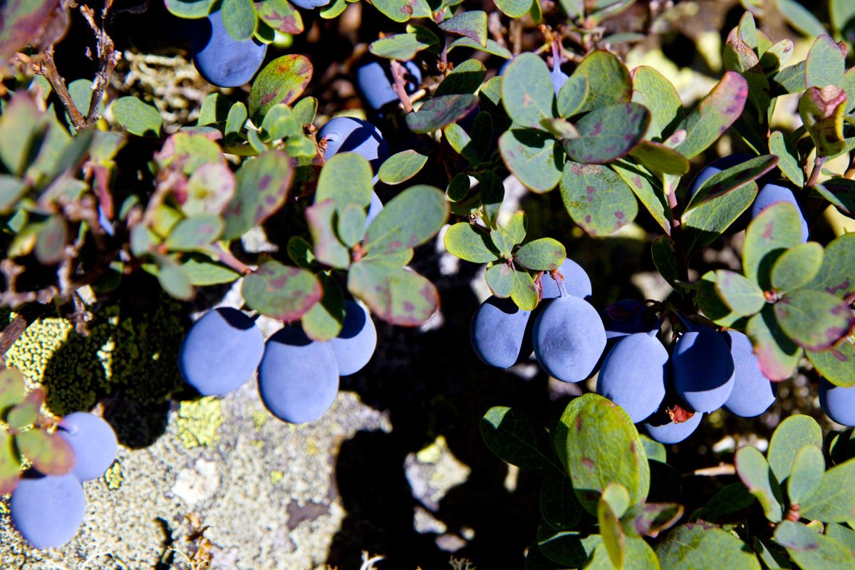Растения севера для детей