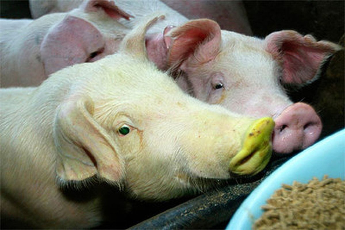 Свинья картинка