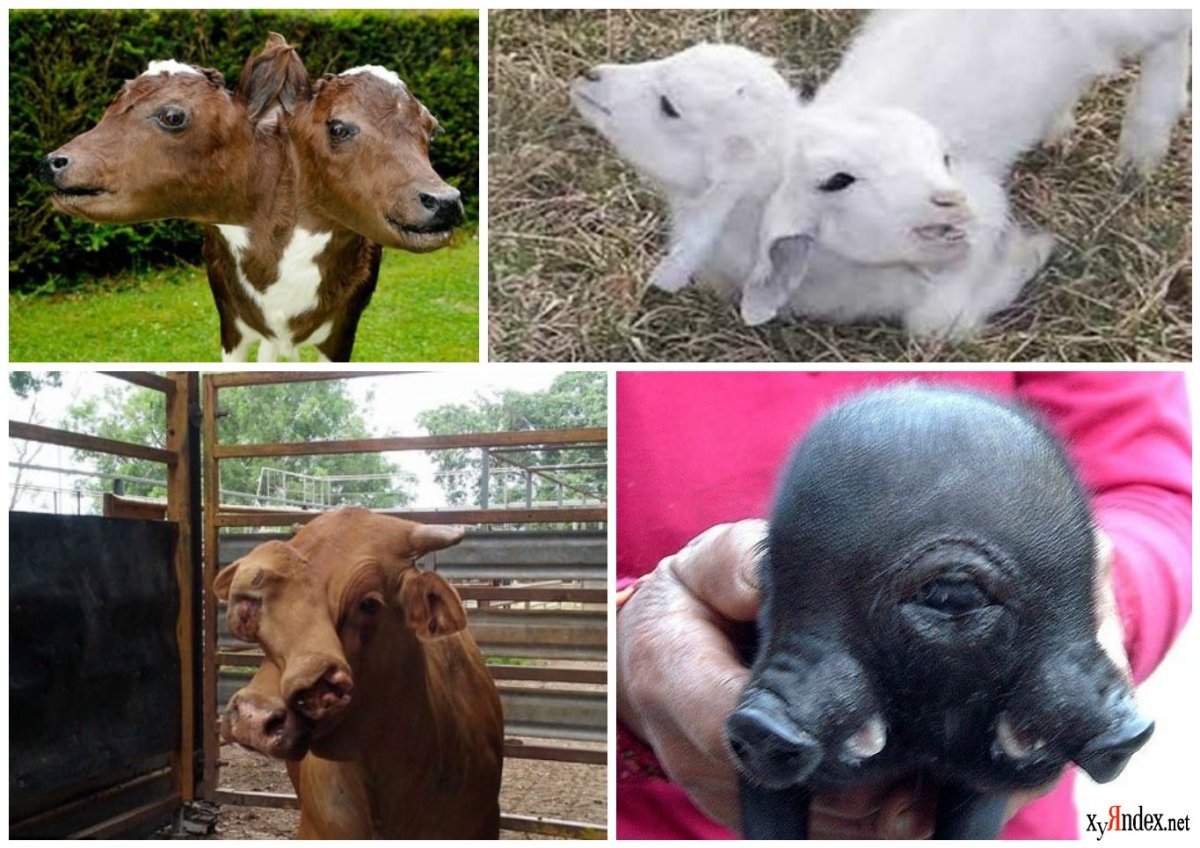 Мутированные животные Чернобыля