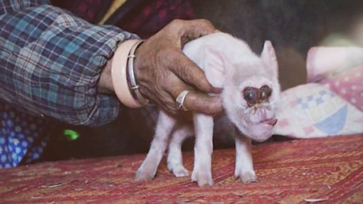 Жуткие мутации животных