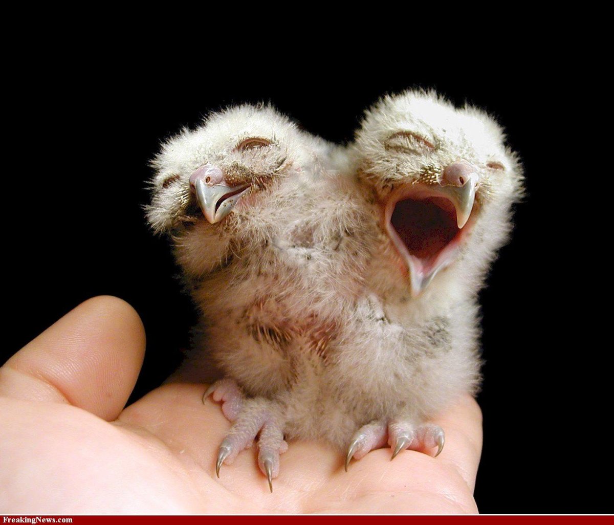 Двухголовая птица