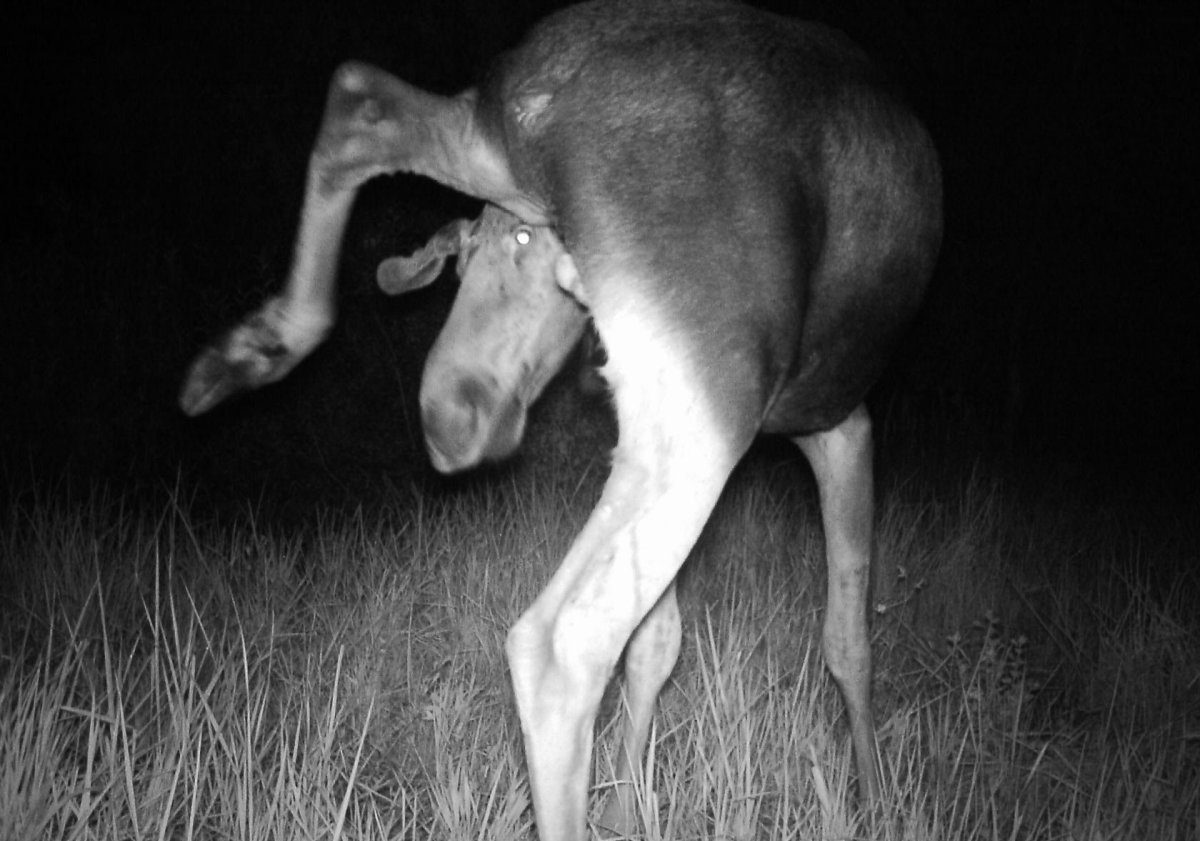 Чернобыль мутированные животные зона