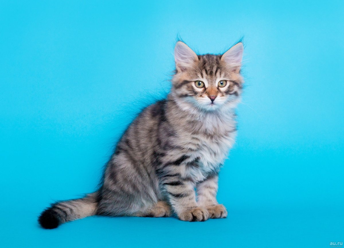 Котёнок сибирской породы обои
