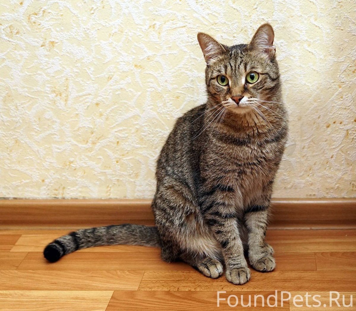Сибирская полосатая кошка гладкошерстная