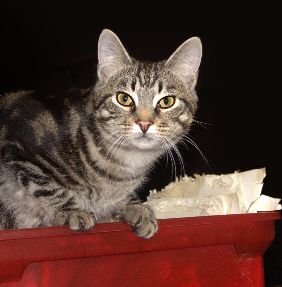 Европейская гладкошерстная кошка