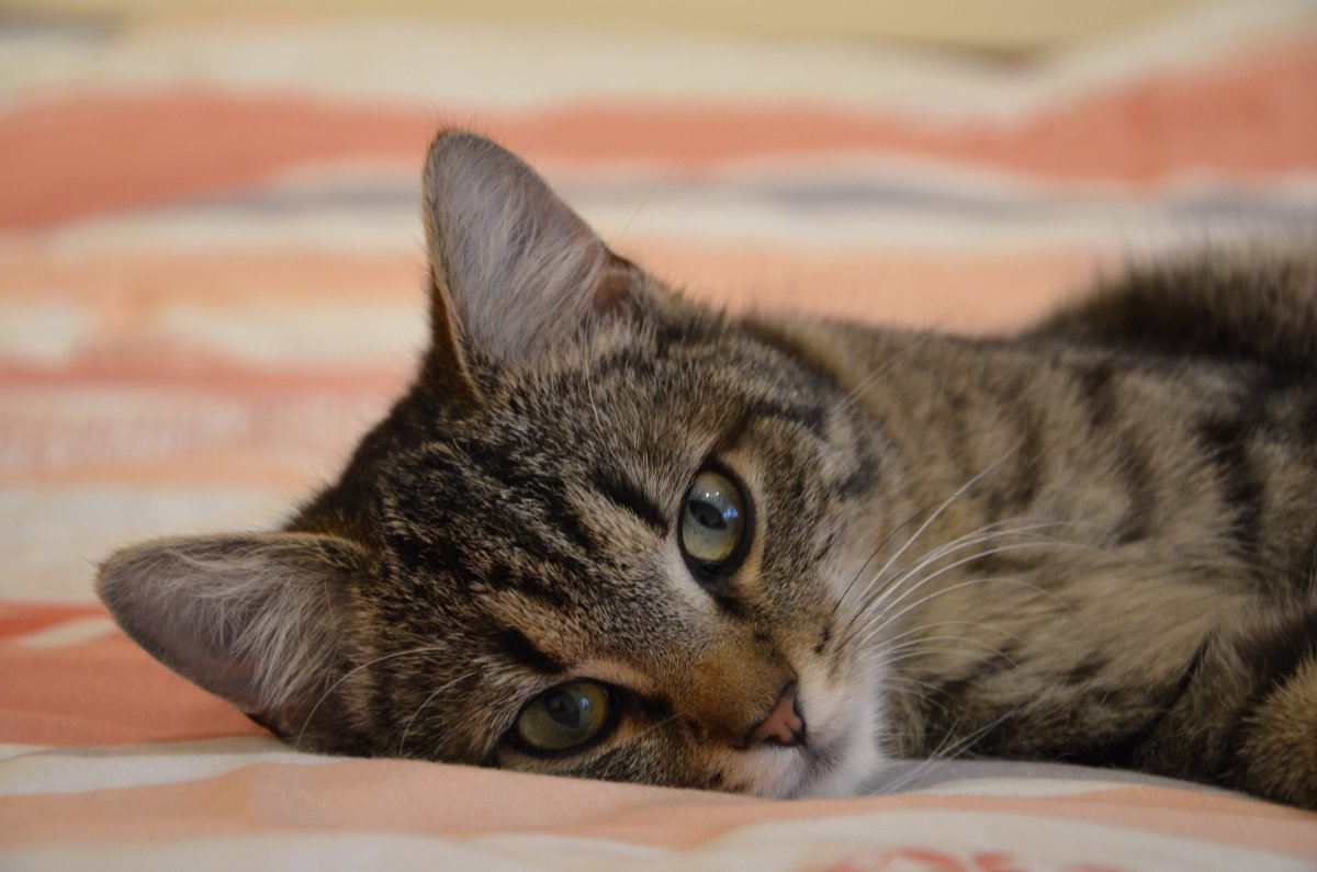 Картинки киски