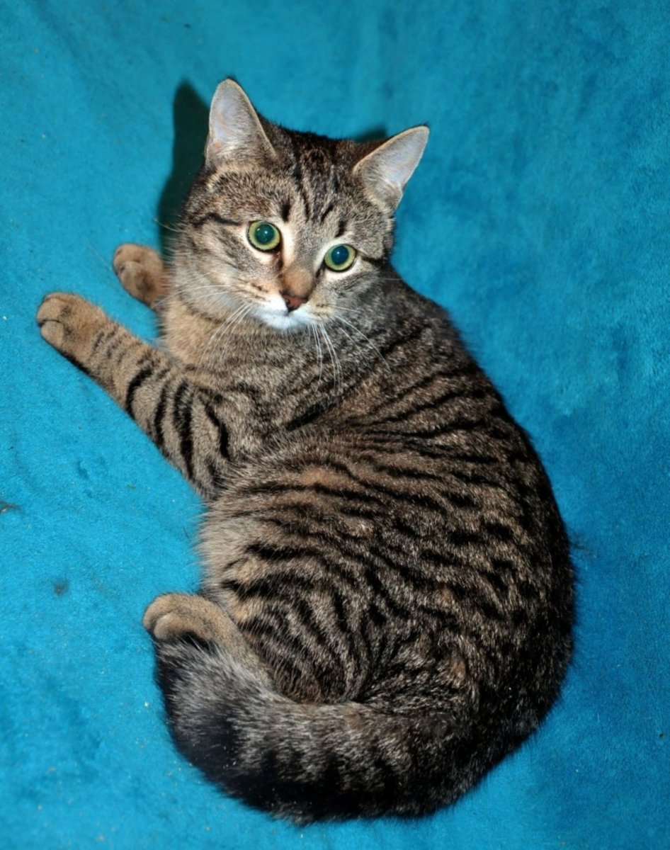 Мраморный Мэнкс табби