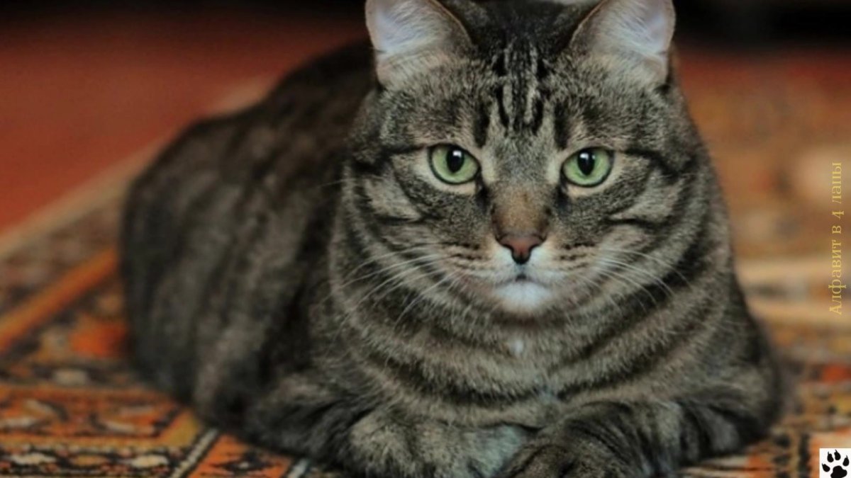Порода кота Европейский короткошерстный