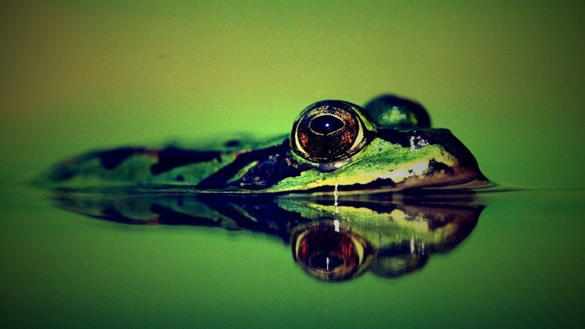Обои с лягушками Эстетика