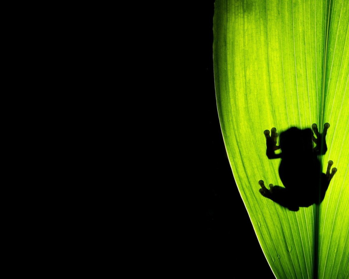 Обои с темной лягушкой