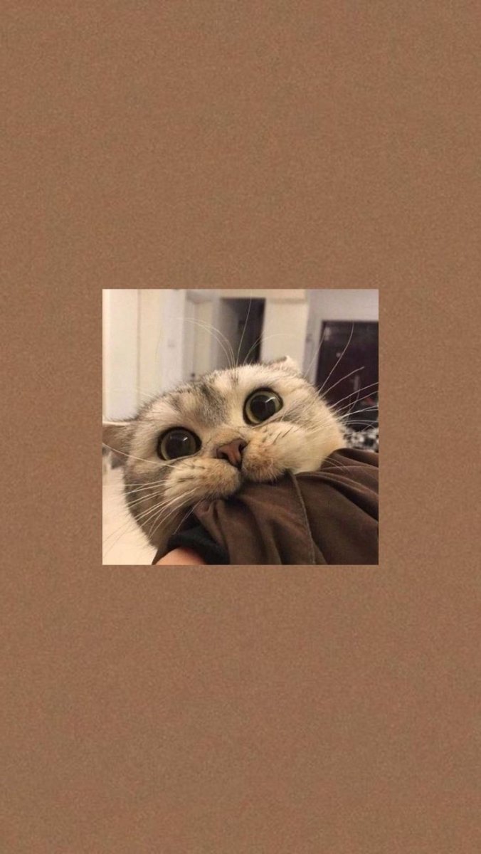 Эстетика обои котики смешные