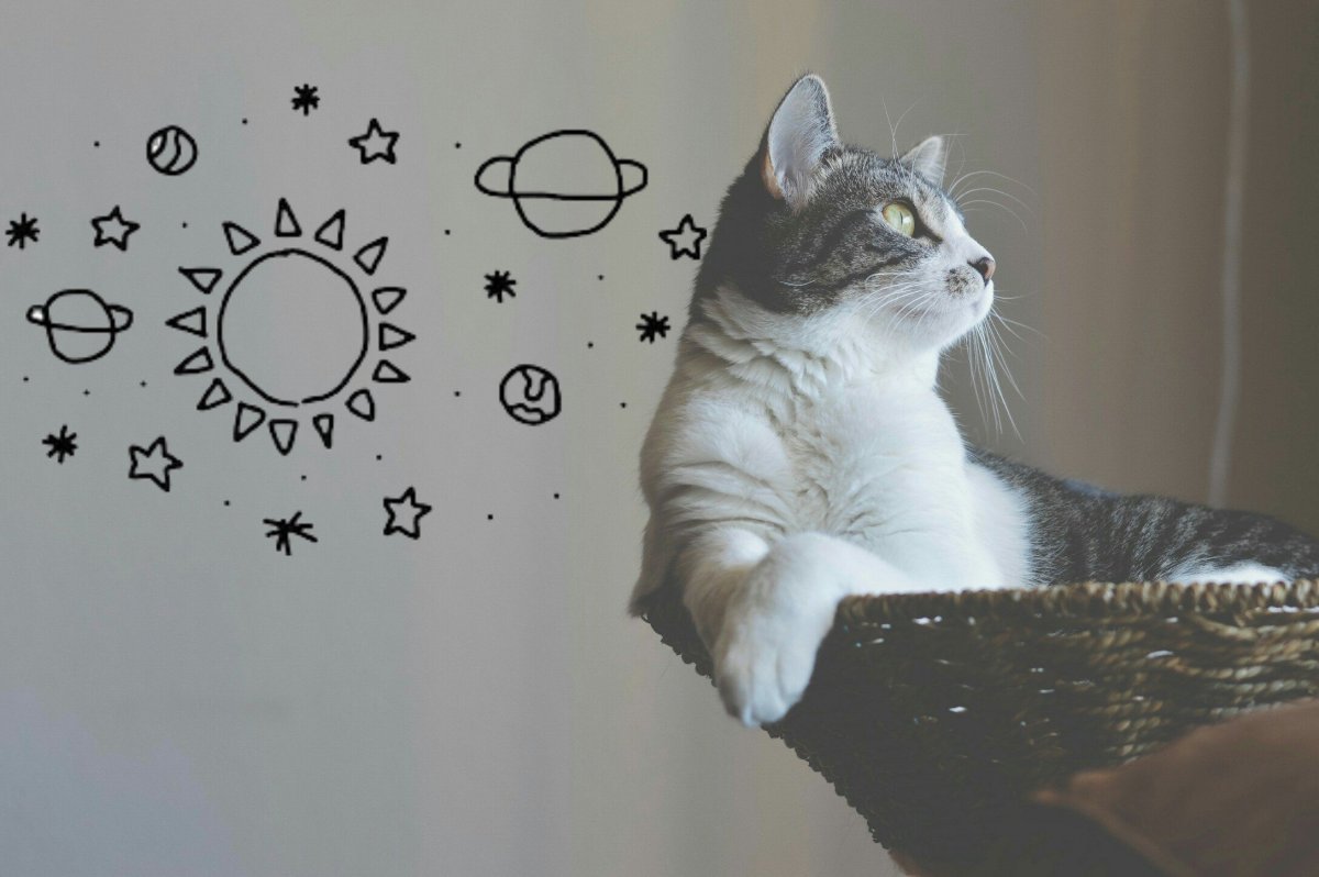 Обои с котиками