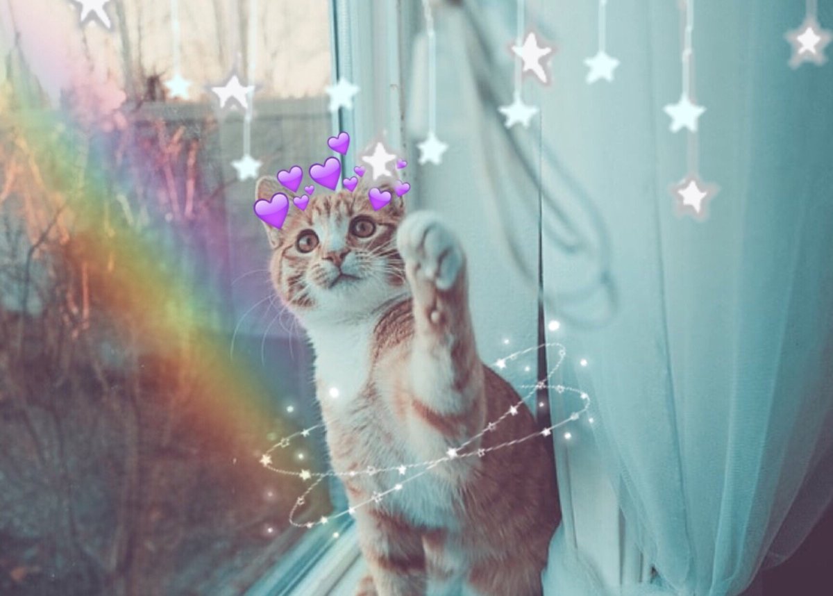 Милые котики с обработкой