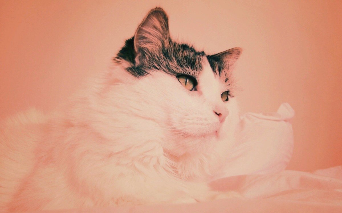 Обои с котятами