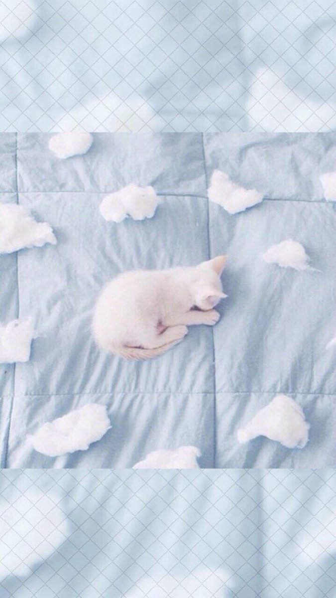 Эстетические обои с котиками