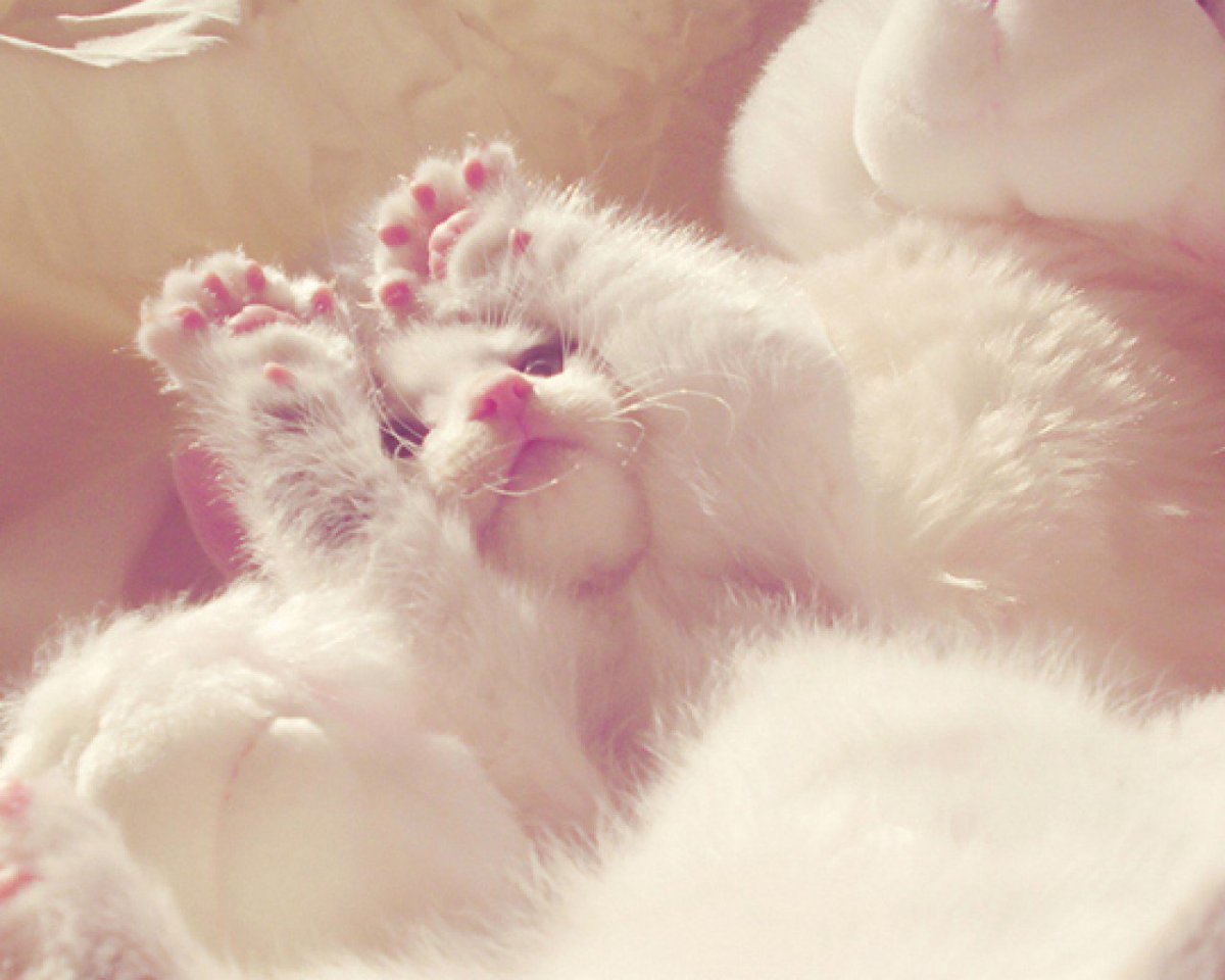 Пушистая нежность