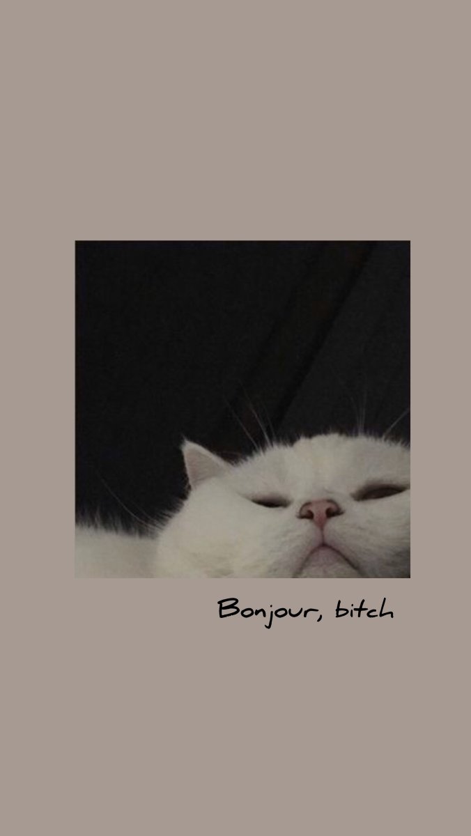 Эстетика котики в рамках