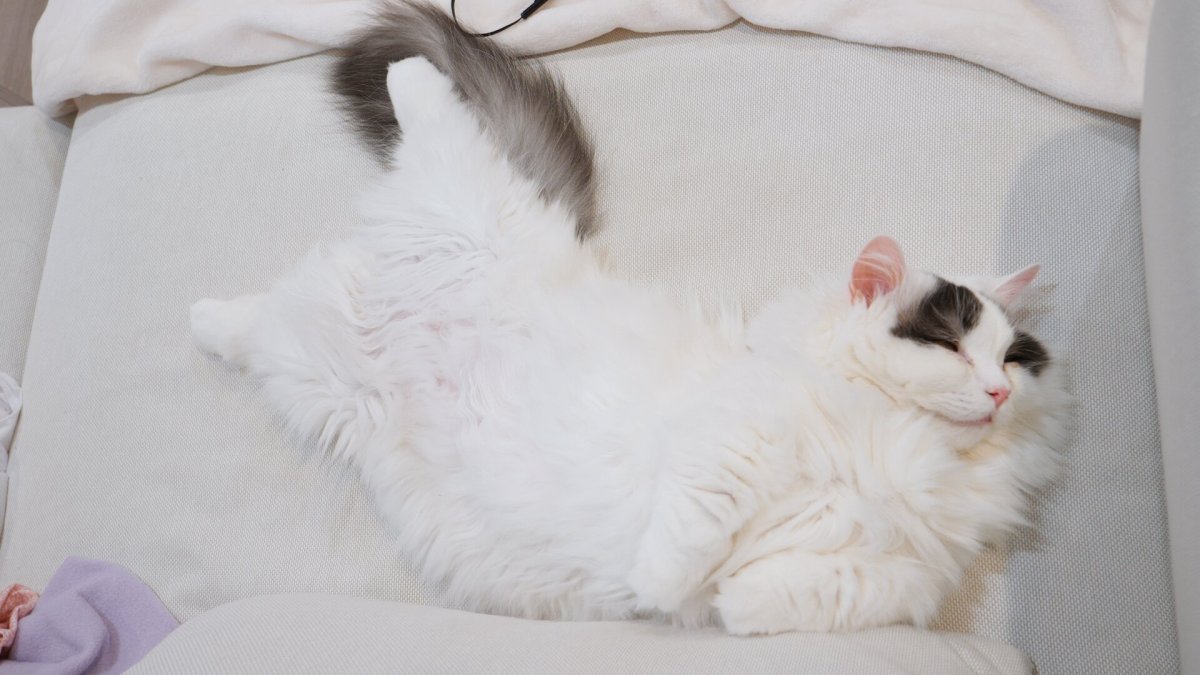 Белый котик Эстетика