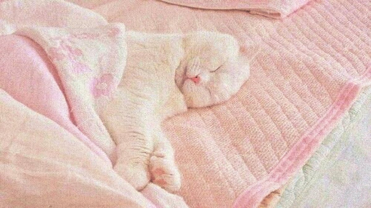 Милые котики в розовых тонах