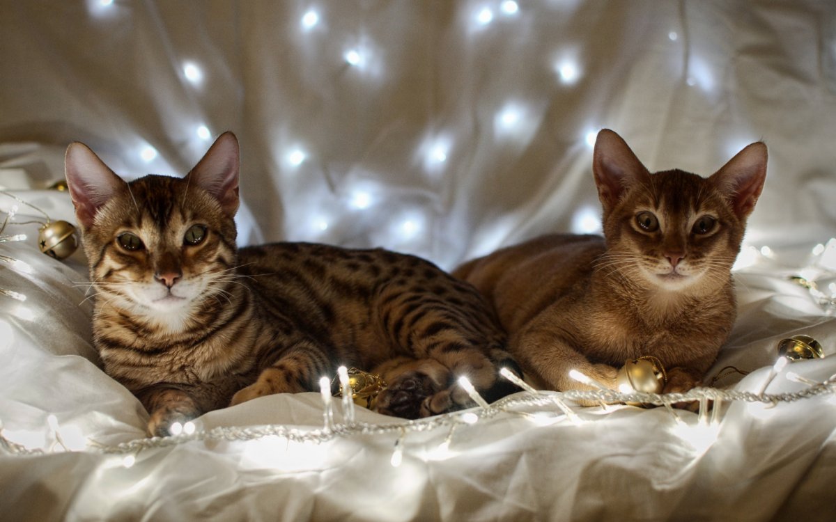 Бенгальский абиссинец